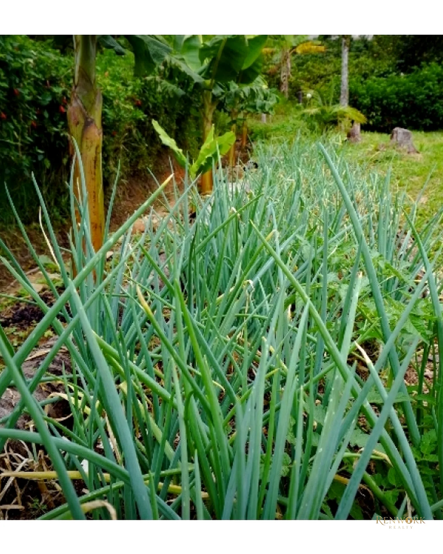CASA FINCA EN VENTA EN FREDONIA - PIEDRA VERDE - ANTIOQUIA · foto 17