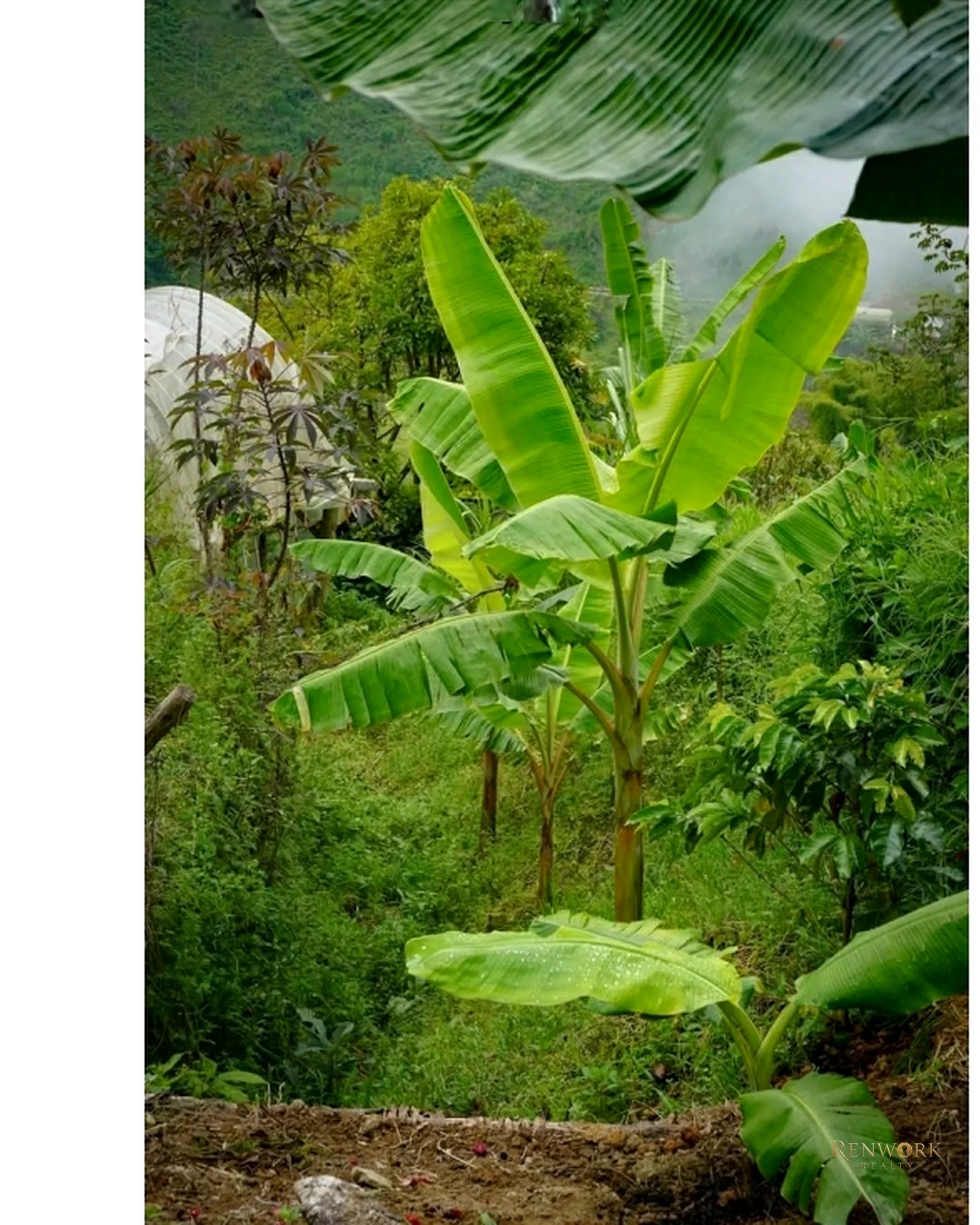 CASA FINCA EN VENTA EN FREDONIA - PIEDRA VERDE - ANTIOQUIA · foto 12