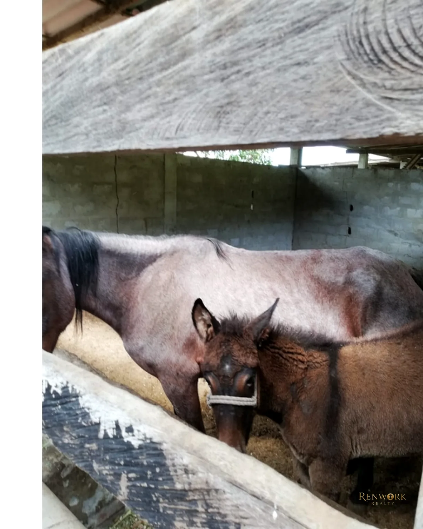 FINCA 48.000M² GIRARDOTA, 28 CABALLERIZAS, AVALÚO $7.000M Y PERMUTA 🐎 · foto 7