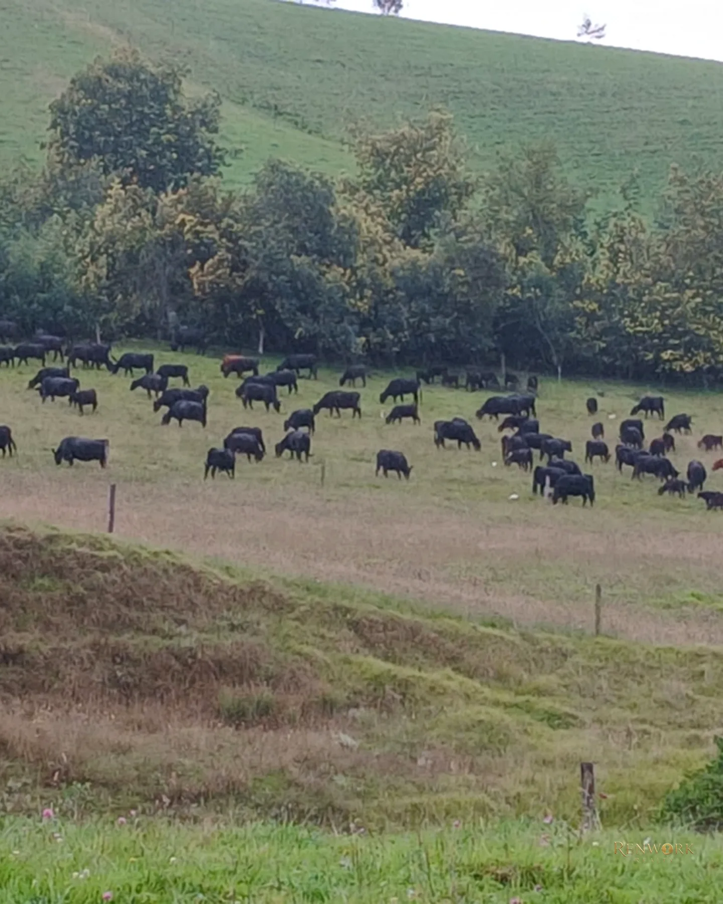 FINCA 55 FANEGADAS EN CHOCONTÁ | CON 200 RESES Y PUERTA CERRADA 🐄🌾 · foto 12