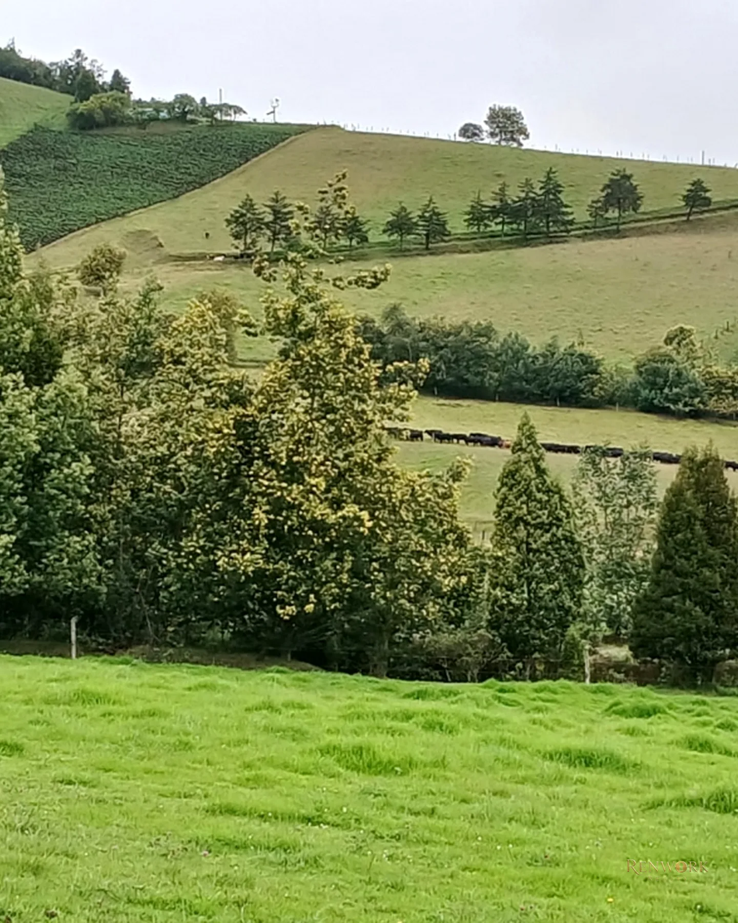 FINCA 55 FANEGADAS EN CHOCONTÁ | CON 200 RESES Y PUERTA CERRADA 🐄🌾 · foto 11