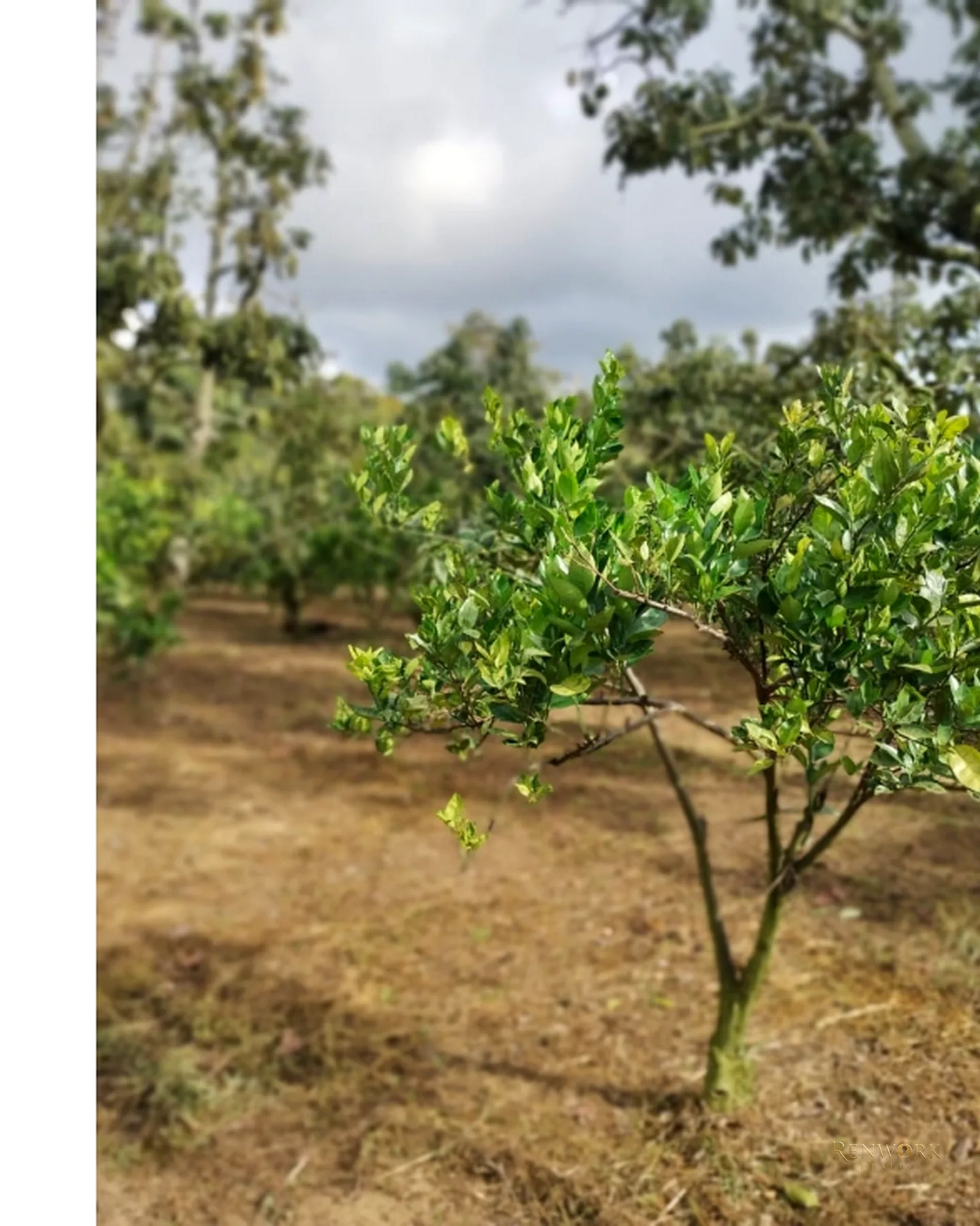 FINCA 7.8HA EN BUCARAMANGA VEREDA PUYANA | LAGOS, CÍTRICOS Y RENTA 🍋✨ · foto 15
