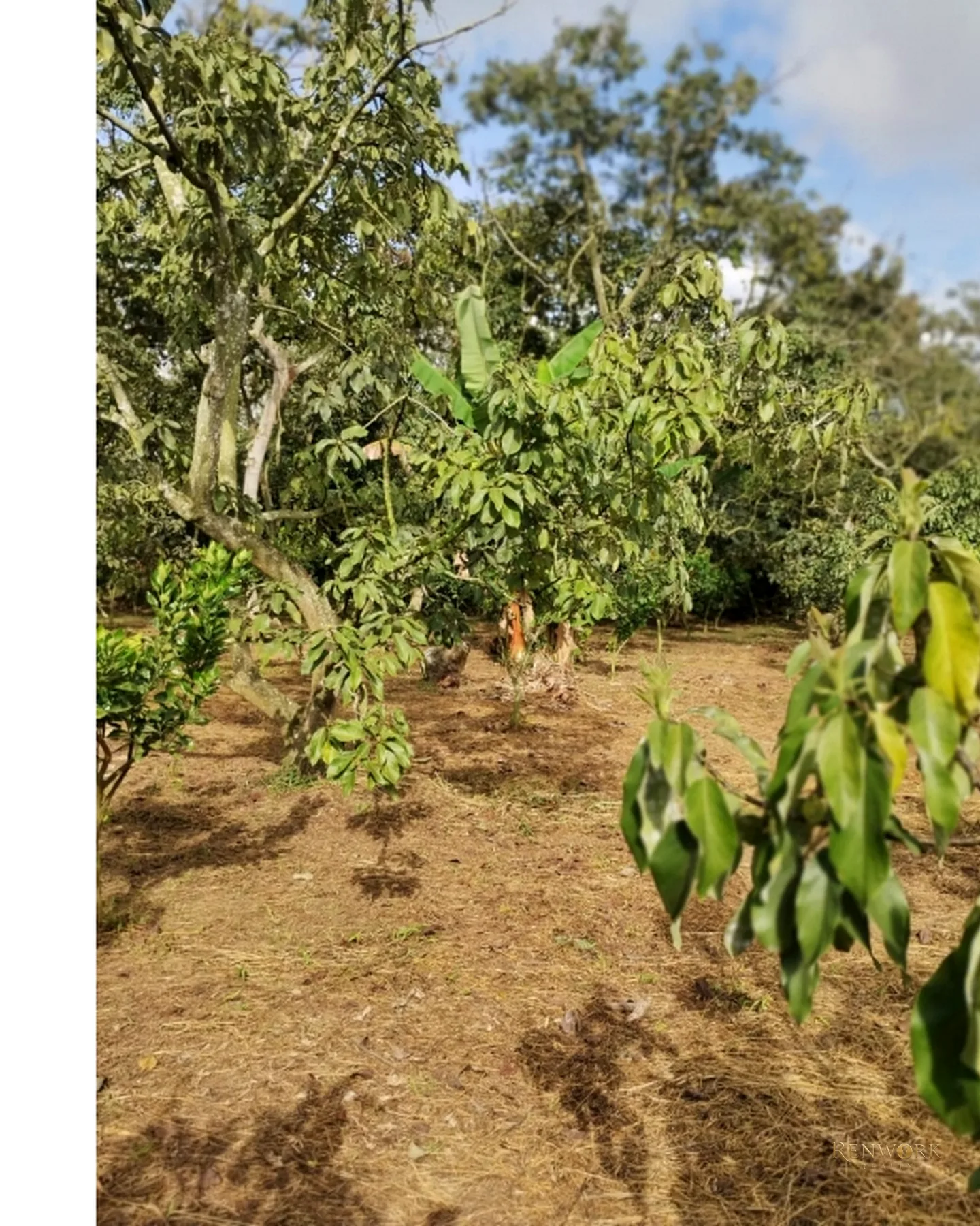FINCA 7.8HA EN BUCARAMANGA VEREDA PUYANA | LAGOS, CÍTRICOS Y RENTA 🍋✨ · foto 19