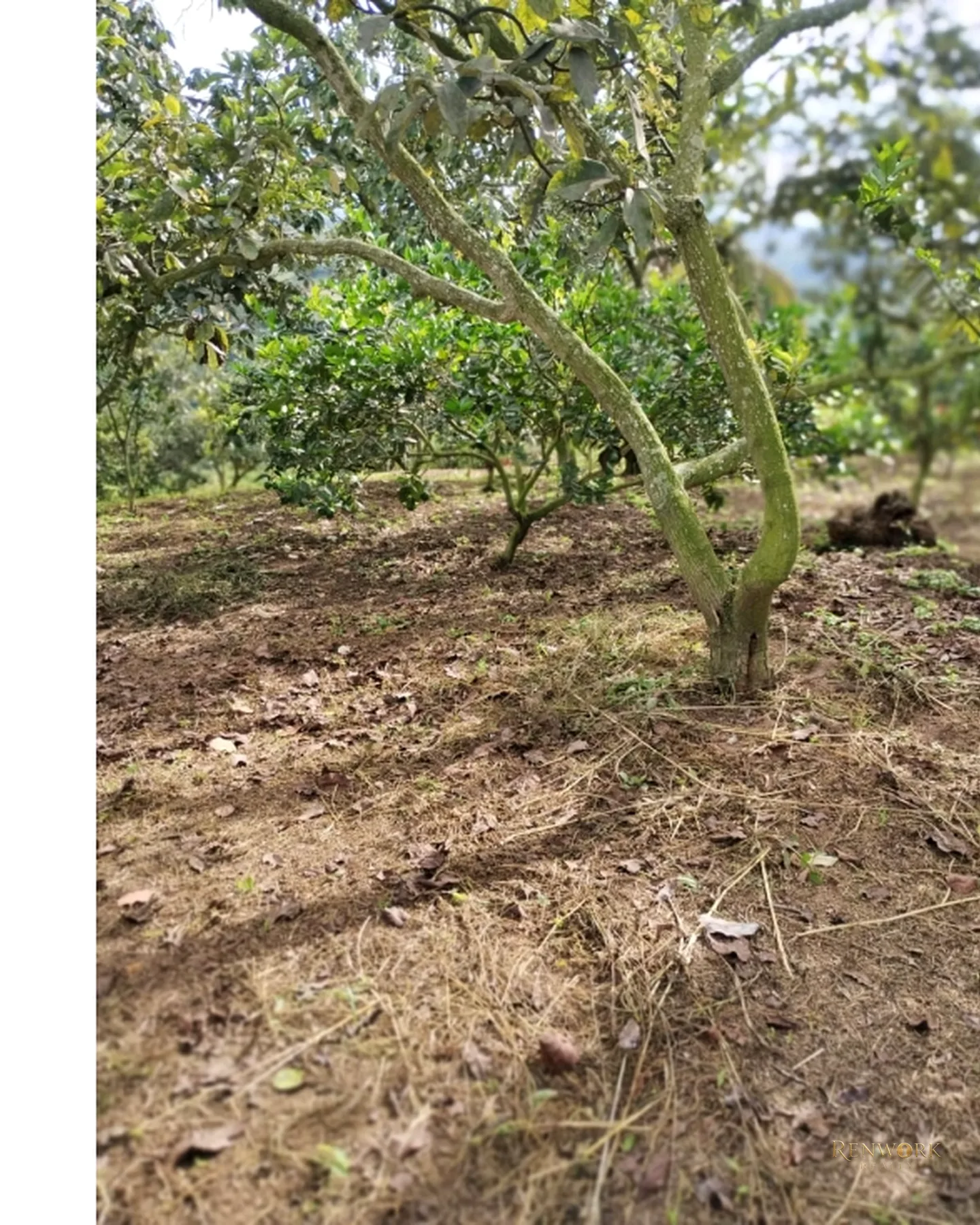 FINCA 7.8HA EN BUCARAMANGA VEREDA PUYANA | LAGOS, CÍTRICOS Y RENTA 🍋✨ · foto 17