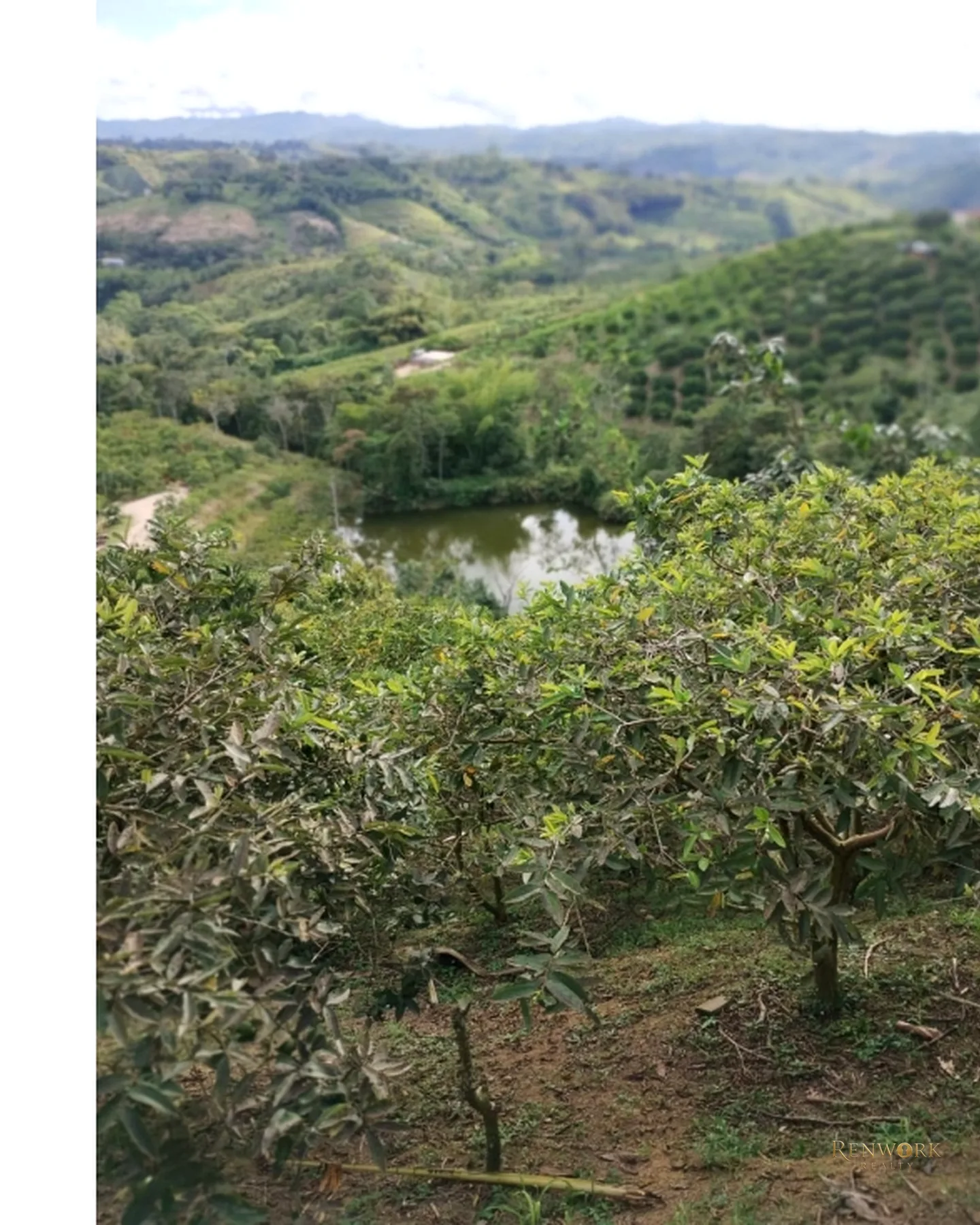 FINCA 7.8HA EN BUCARAMANGA VEREDA PUYANA | LAGOS, CÍTRICOS Y RENTA 🍋✨ · foto 8
