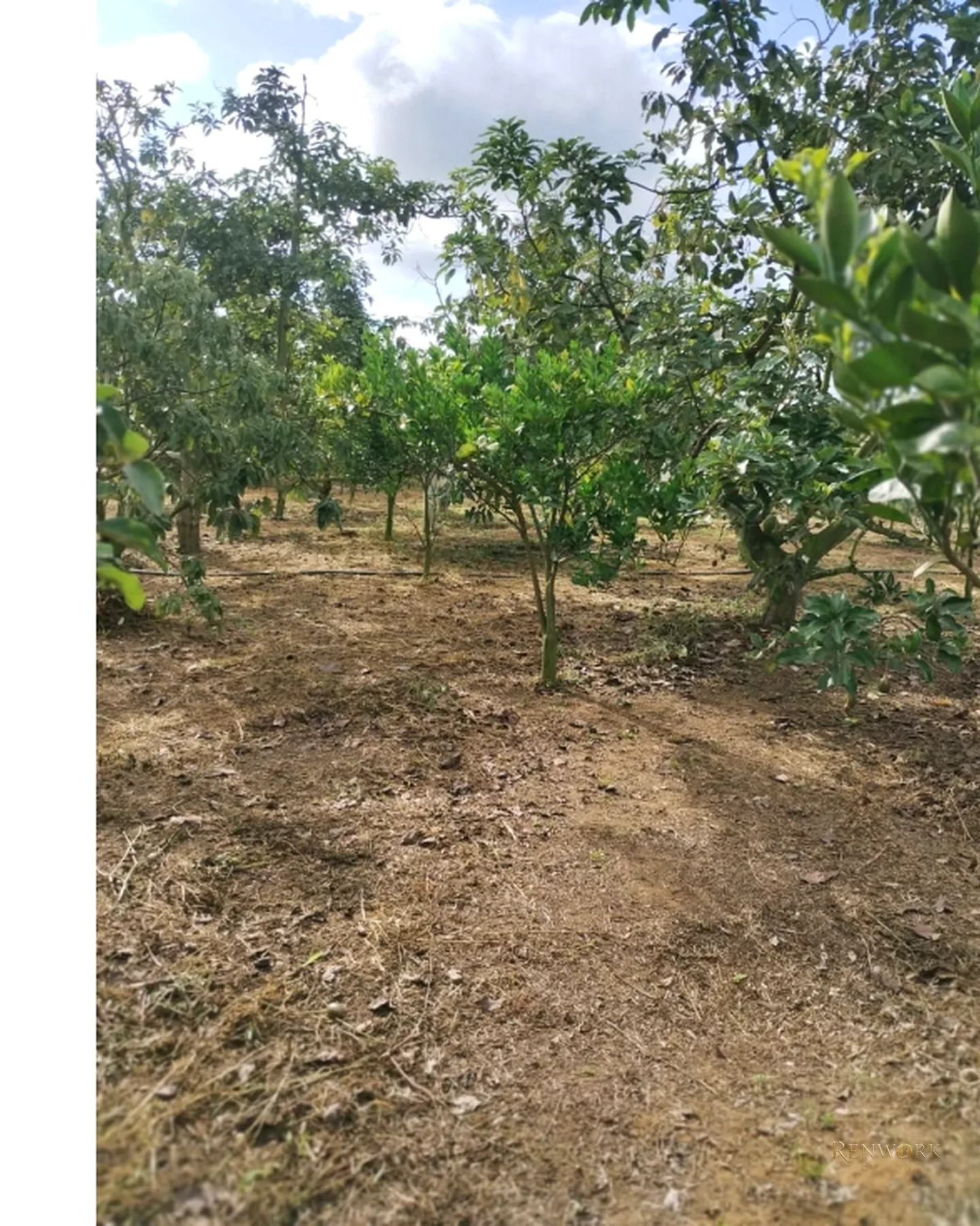FINCA 7.8HA EN BUCARAMANGA VEREDA PUYANA | LAGOS, CÍTRICOS Y RENTA 🍋✨ · foto 5