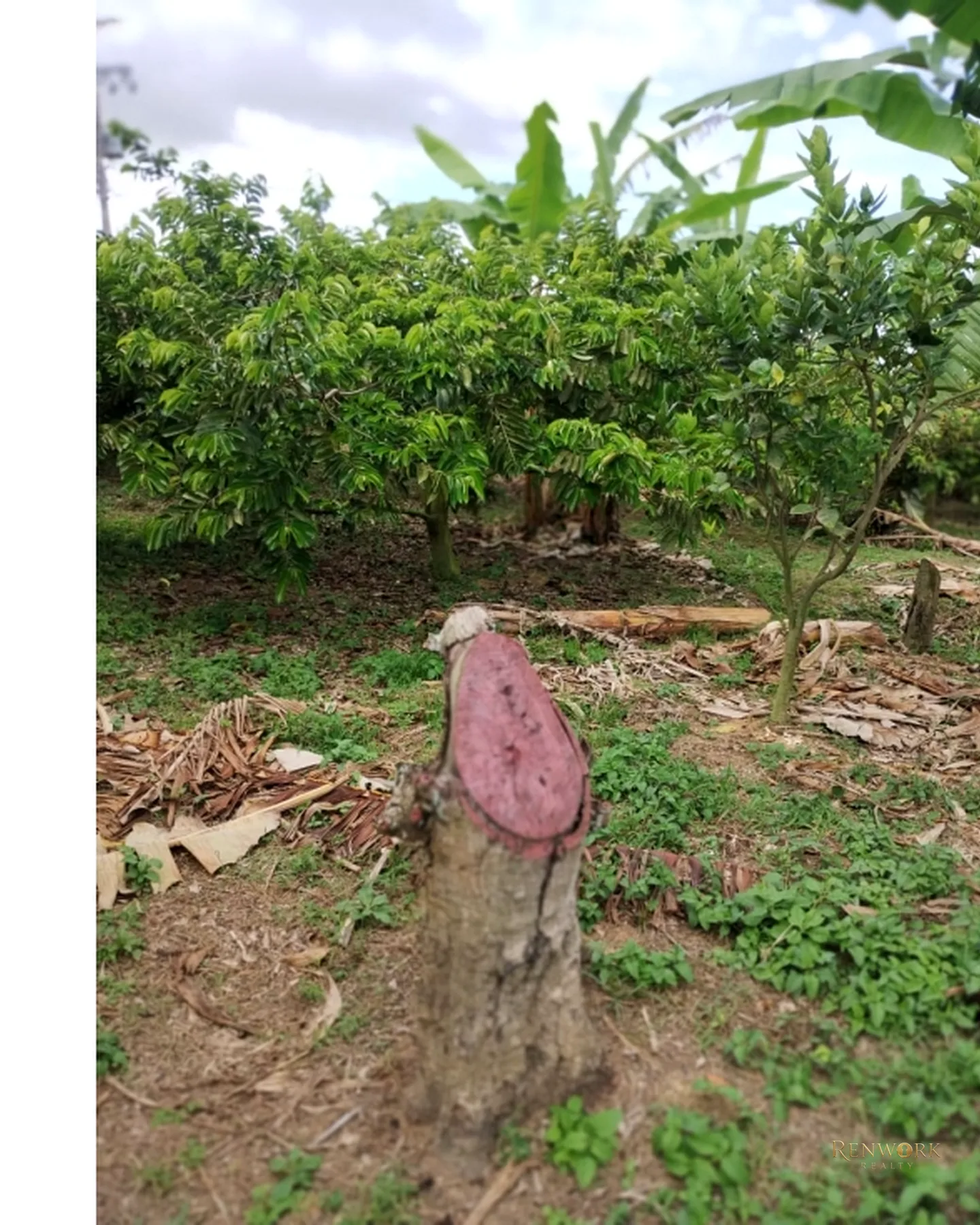 FINCA 7.8HA EN BUCARAMANGA VEREDA PUYANA | LAGOS, CÍTRICOS Y RENTA 🍋✨ · foto 12
