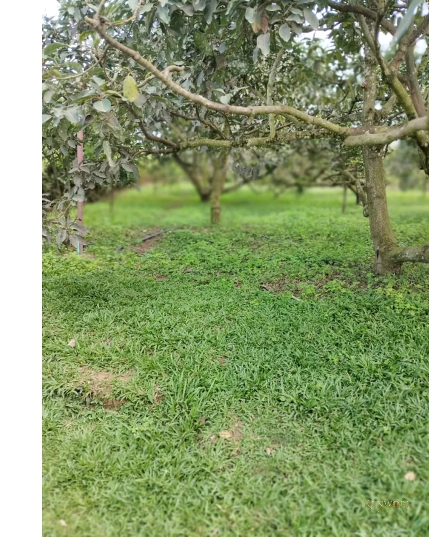 FINCA 7.8HA EN BUCARAMANGA VEREDA PUYANA | LAGOS, CÍTRICOS Y RENTA 🍋✨ · foto 13