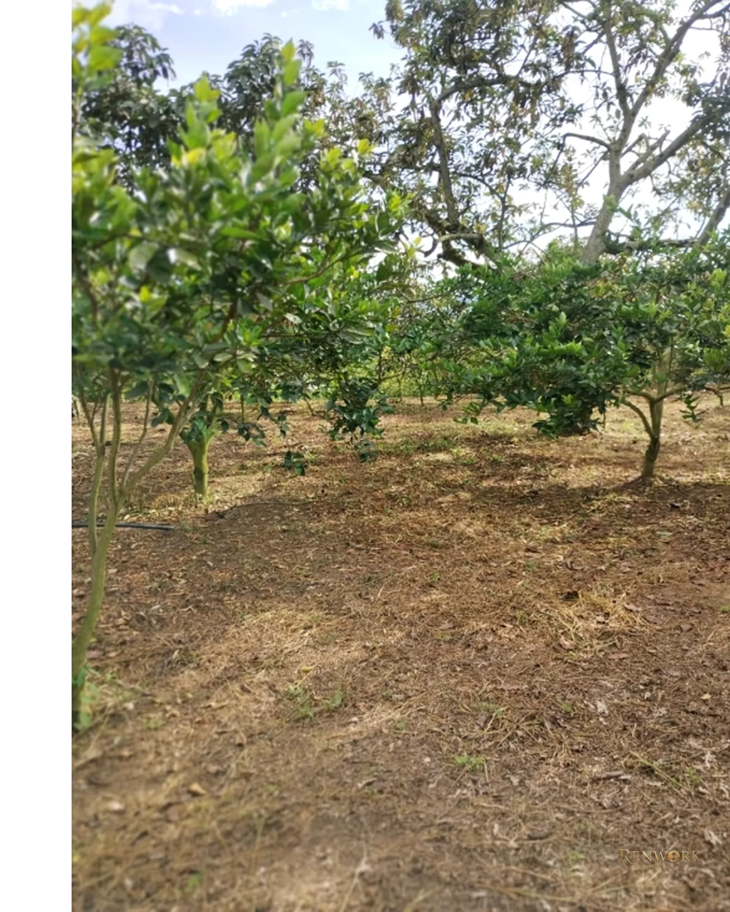 FINCA 7.8HA EN BUCARAMANGA VEREDA PUYANA | LAGOS, CÍTRICOS Y RENTA 🍋✨ · foto 18