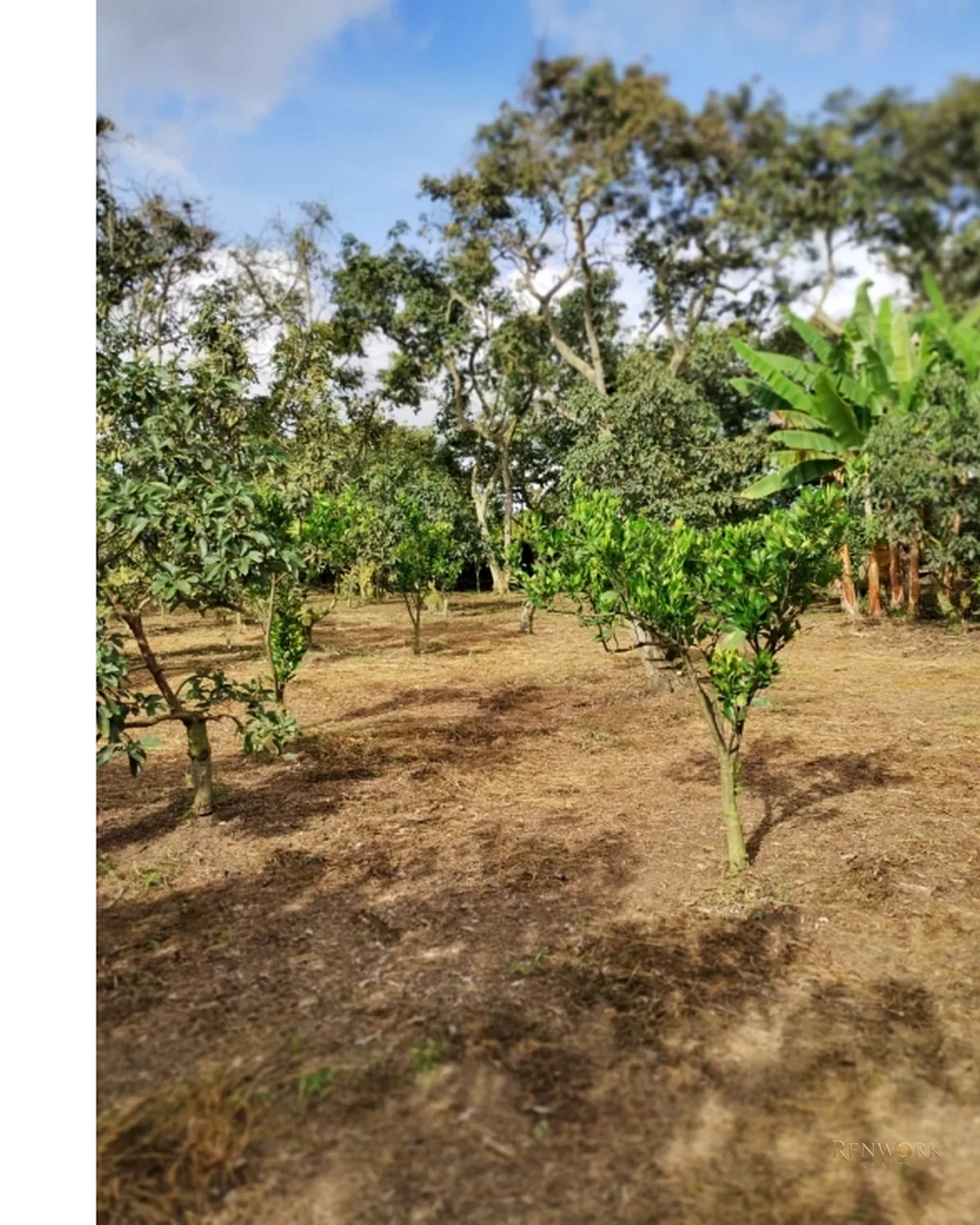 FINCA 7.8HA EN BUCARAMANGA VEREDA PUYANA | LAGOS, CÍTRICOS Y RENTA 🍋✨ · foto 20