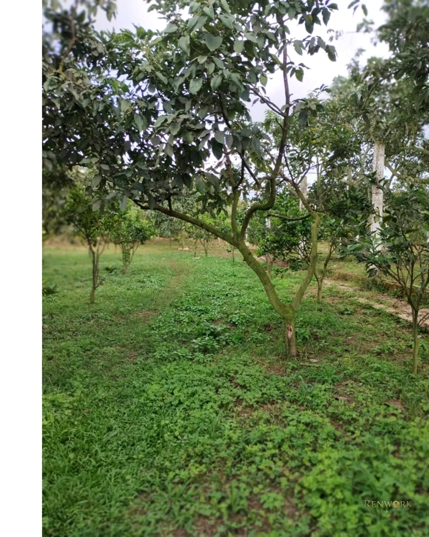 FINCA 7.8HA EN BUCARAMANGA VEREDA PUYANA | LAGOS, CÍTRICOS Y RENTA 🍋✨ · foto 11