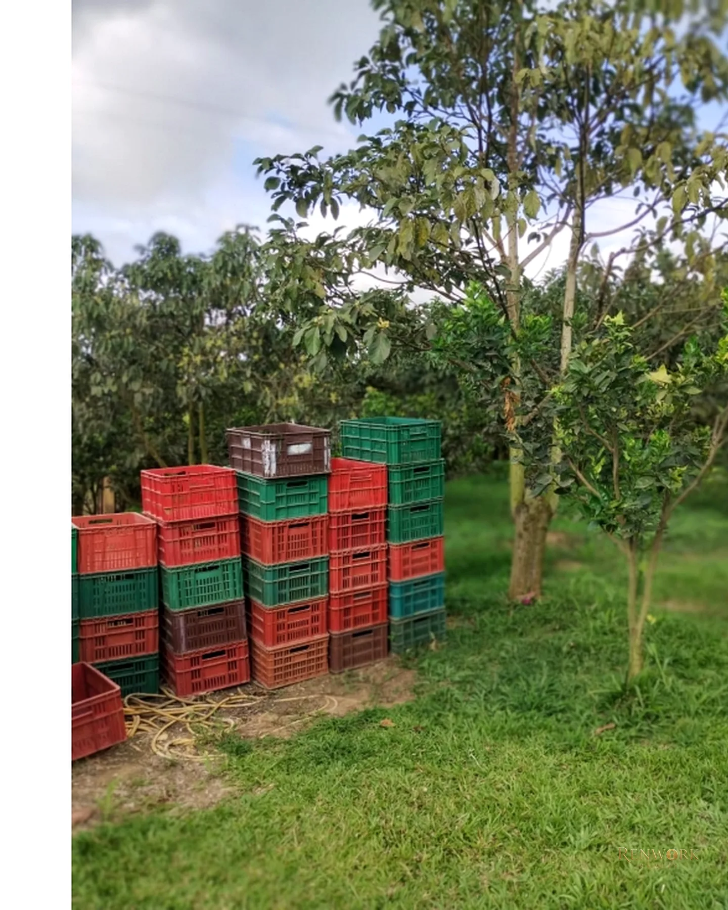 FINCA 7.8HA EN BUCARAMANGA VEREDA PUYANA | LAGOS, CÍTRICOS Y RENTA 🍋✨ · foto 3