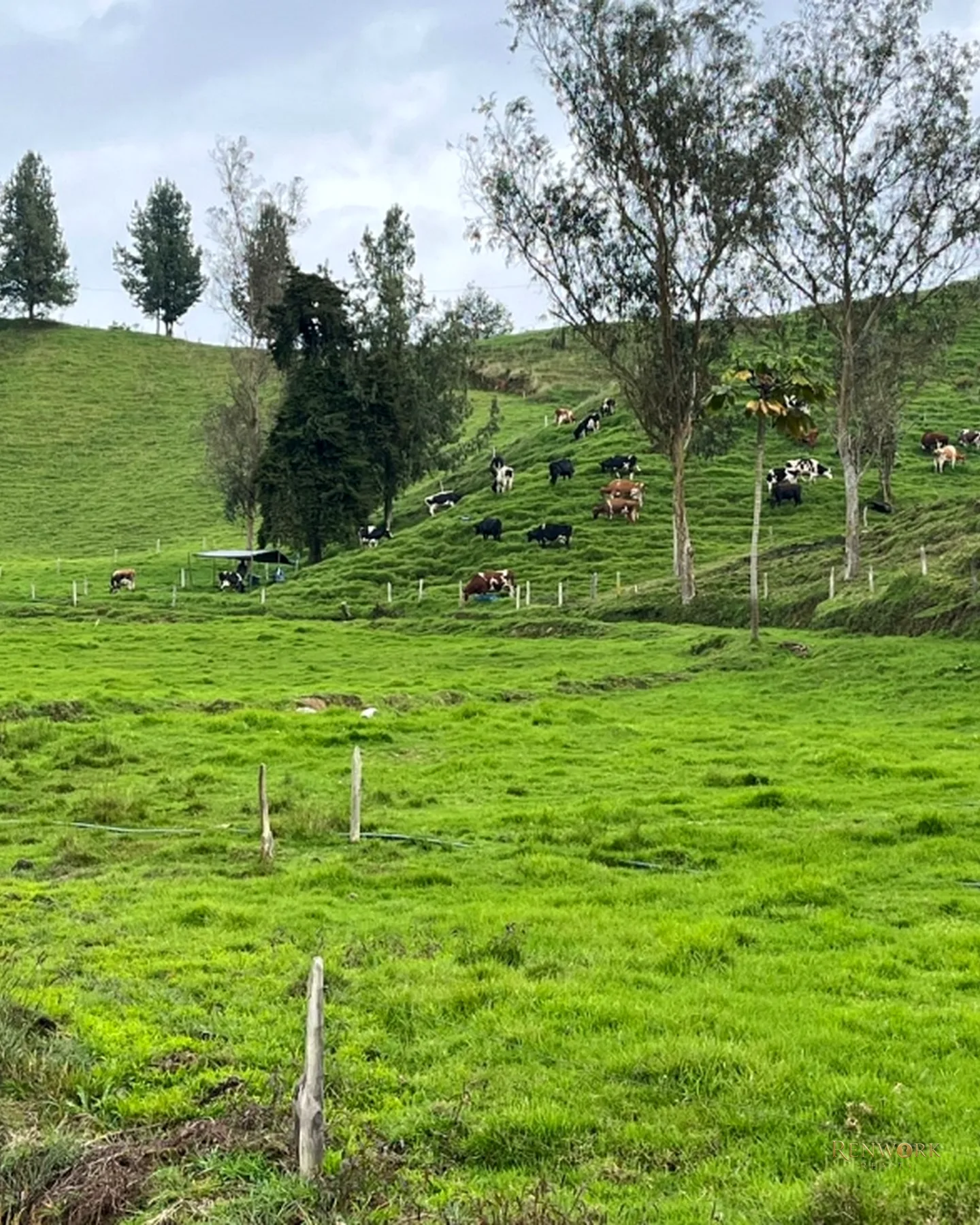 FINCA AGROINDUSTRIAL EN VENTA SANTA ROSA DE OSOS 31.5 HA · foto 2