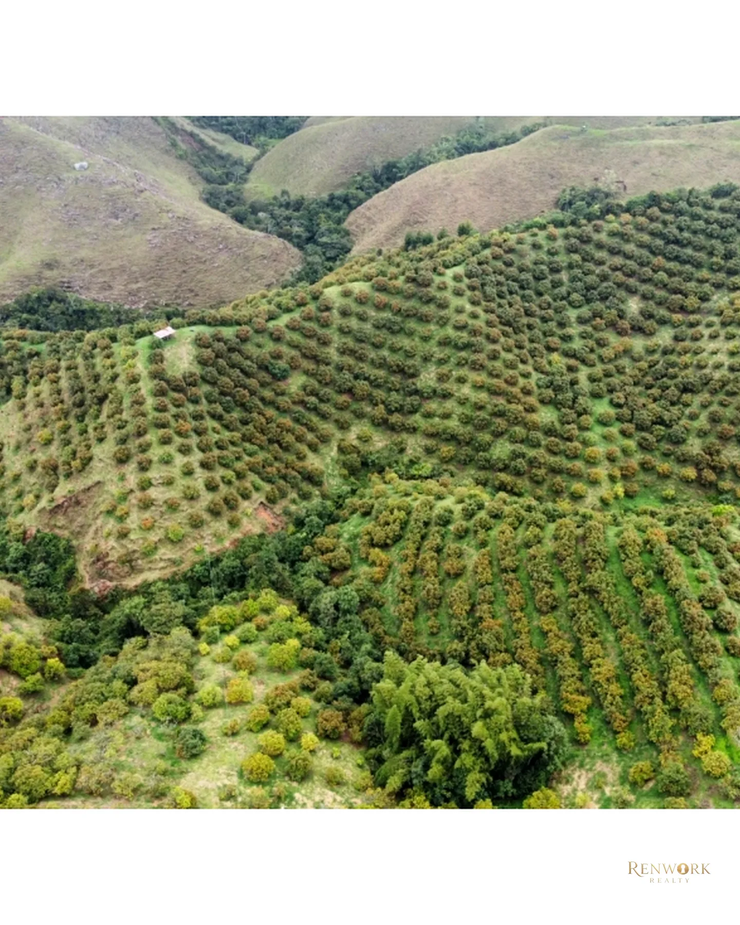 FINCA EN VENTA EN AGUADAS, CALDAS · foto 19