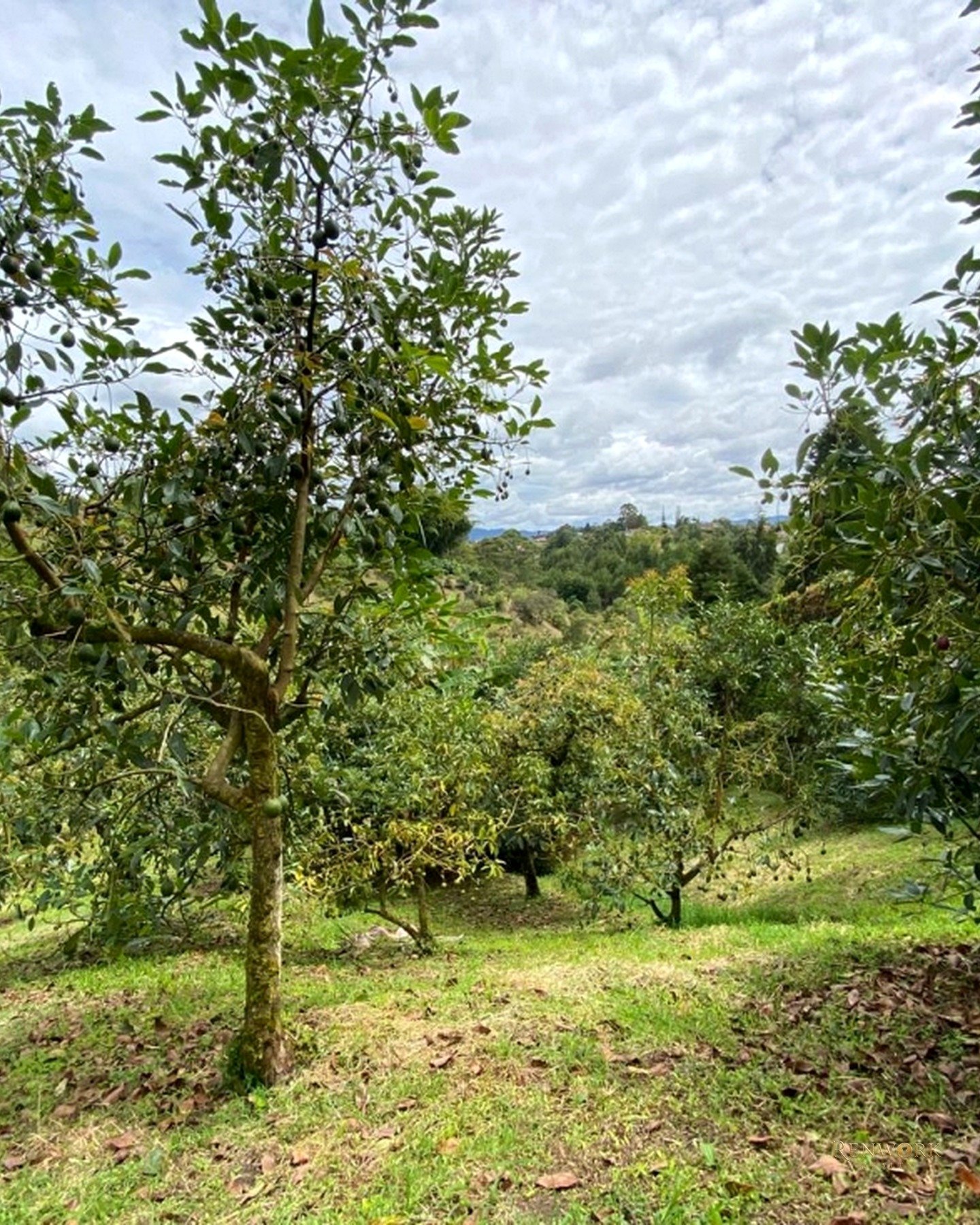 FINCA EN VENTA RIONEGRO ANTIOQUIA VEREDA LA LAJA · foto 22