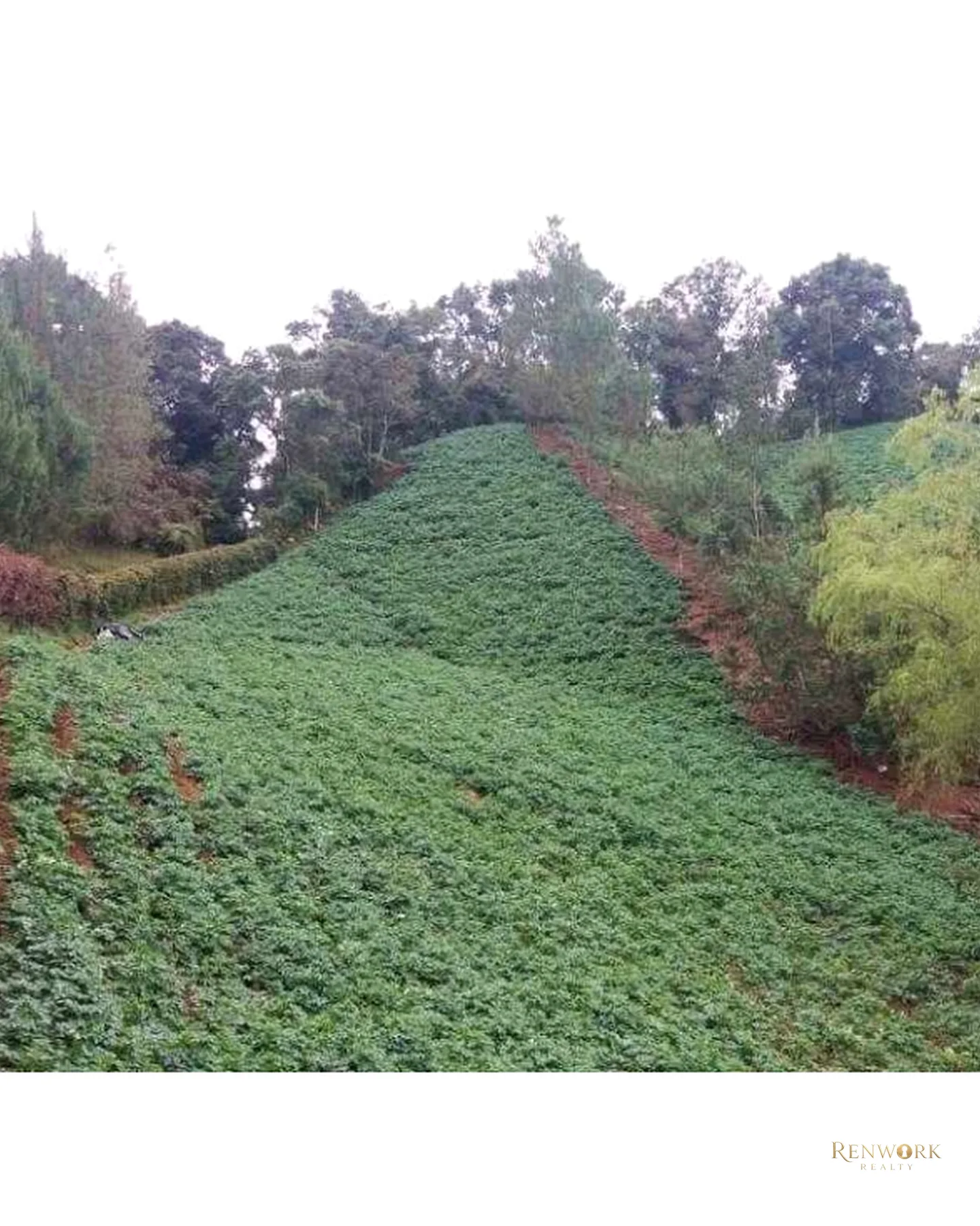 FINCA PRODUCTIVA EN VENTA VEREDA LAS PIEDRAS LA UNION · foto 15