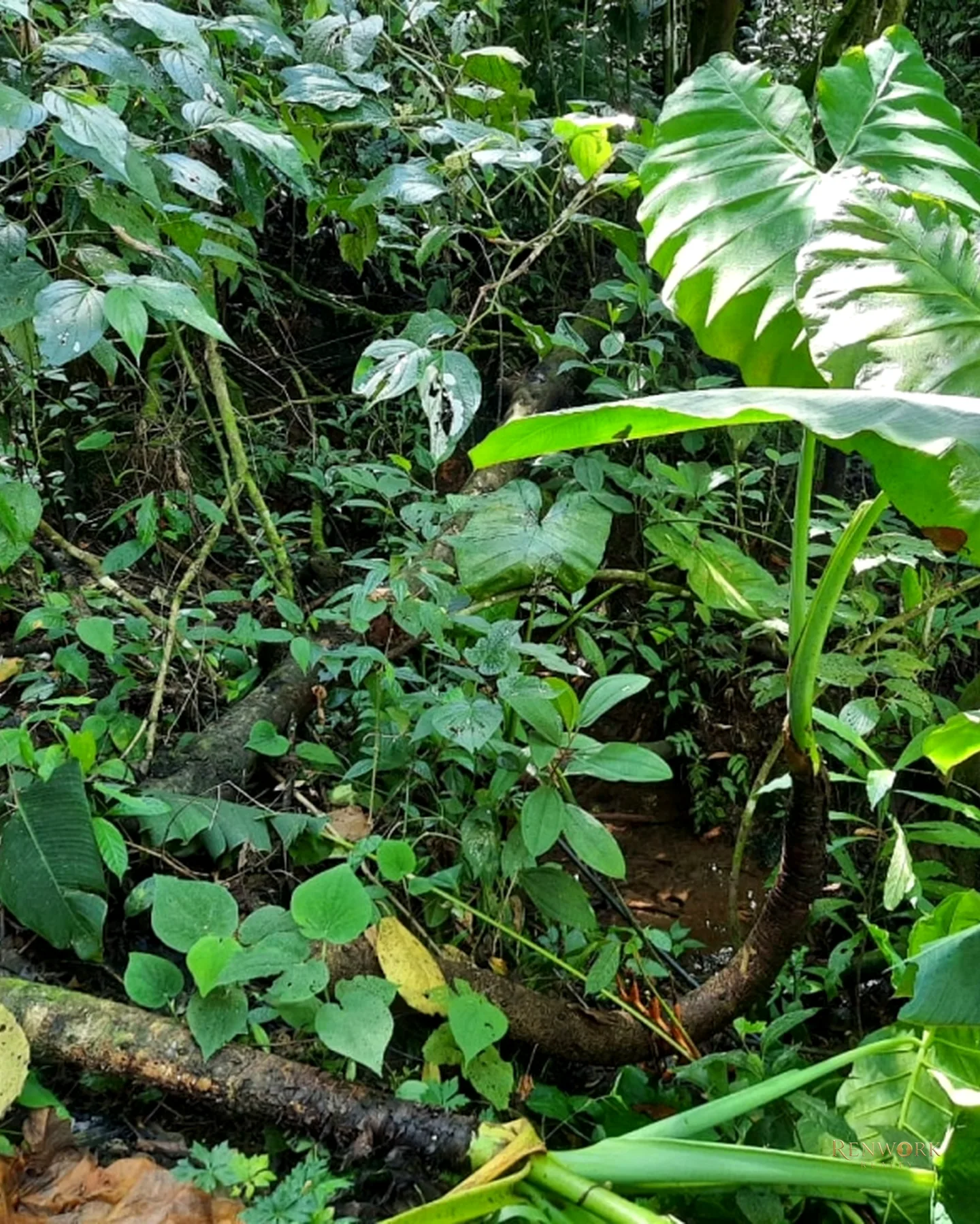 LOTES EN VENTA EN JERICO, ANTIOQUIA · foto 7