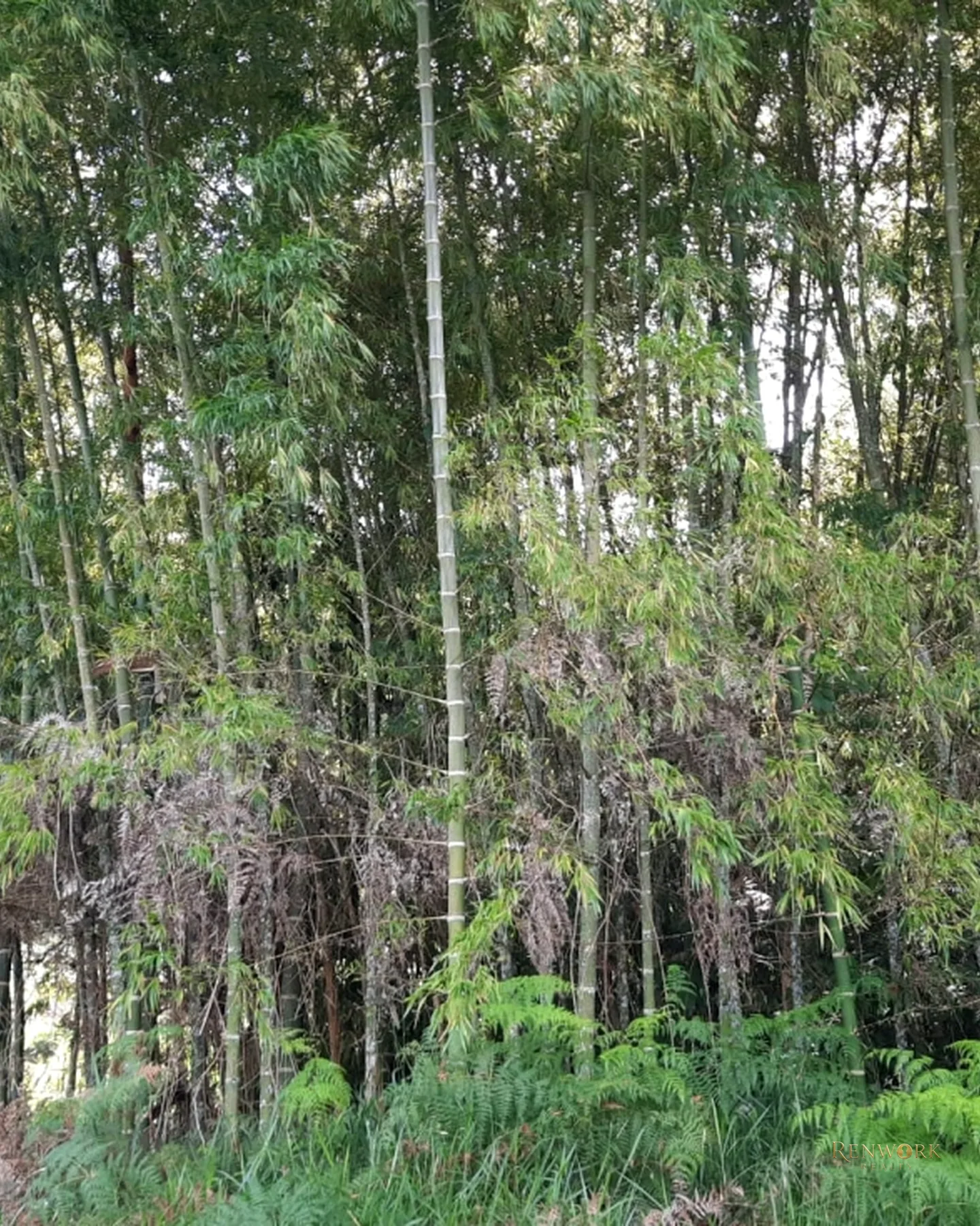 LOTES EN VENTA EN JERICO, ANTIOQUIA · foto 12