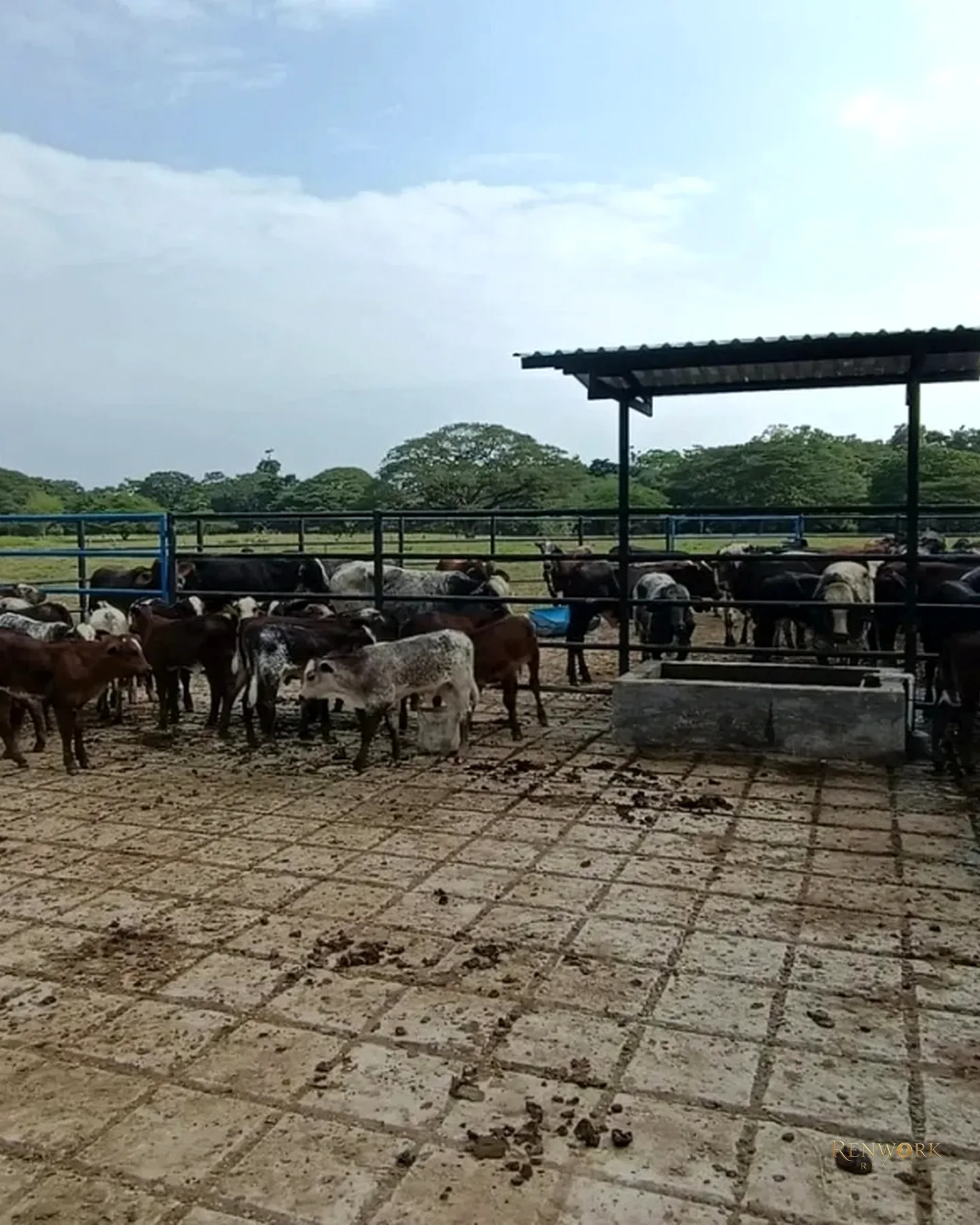 VENTA FINCA GANADERA CON 560 HECTÁREAS MAGDALENA MEDIO CUNDINAMARCA · foto 6