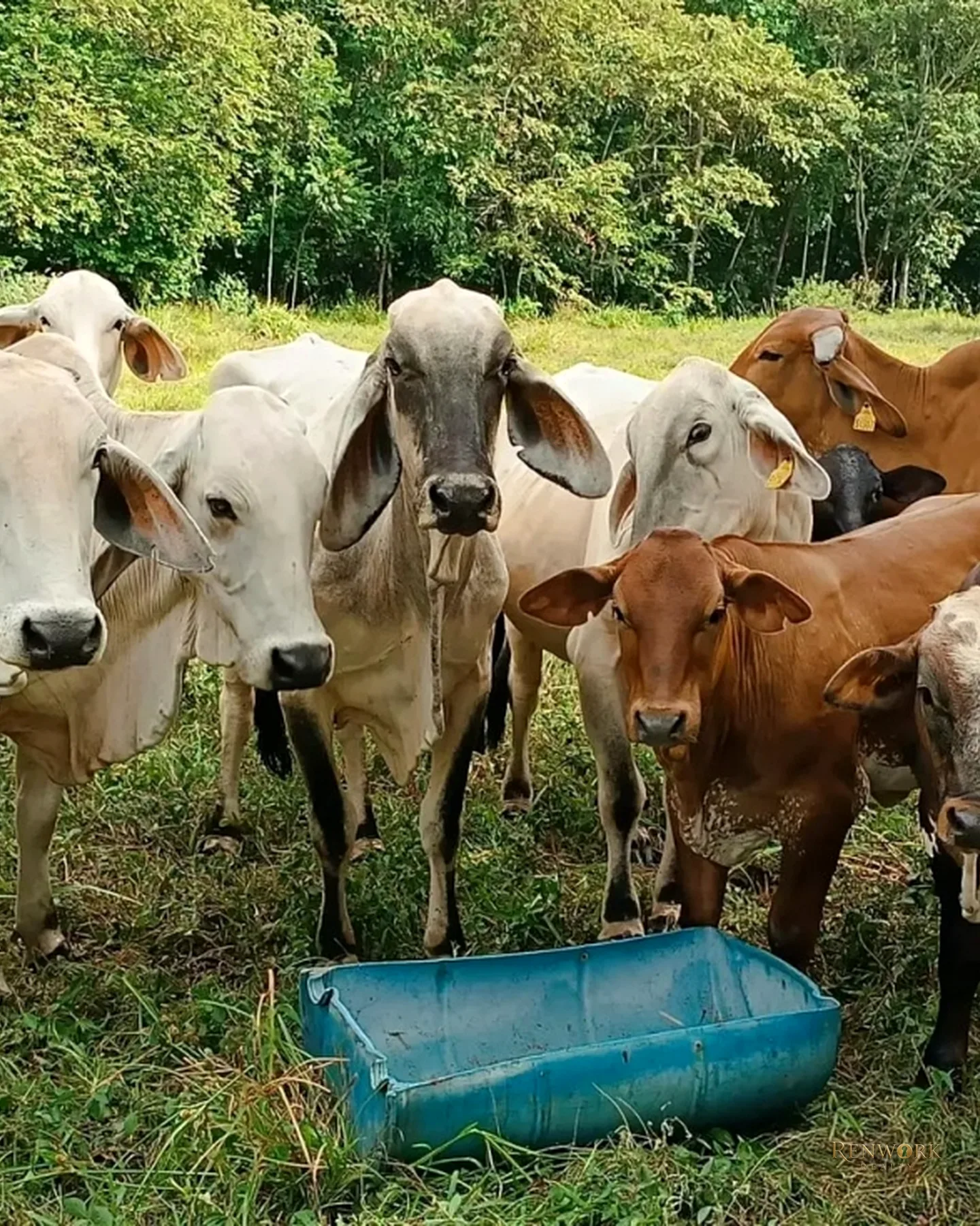 VENTA FINCA GANADERA CON 560 HECTÁREAS MAGDALENA MEDIO CUNDINAMARCA · foto 15