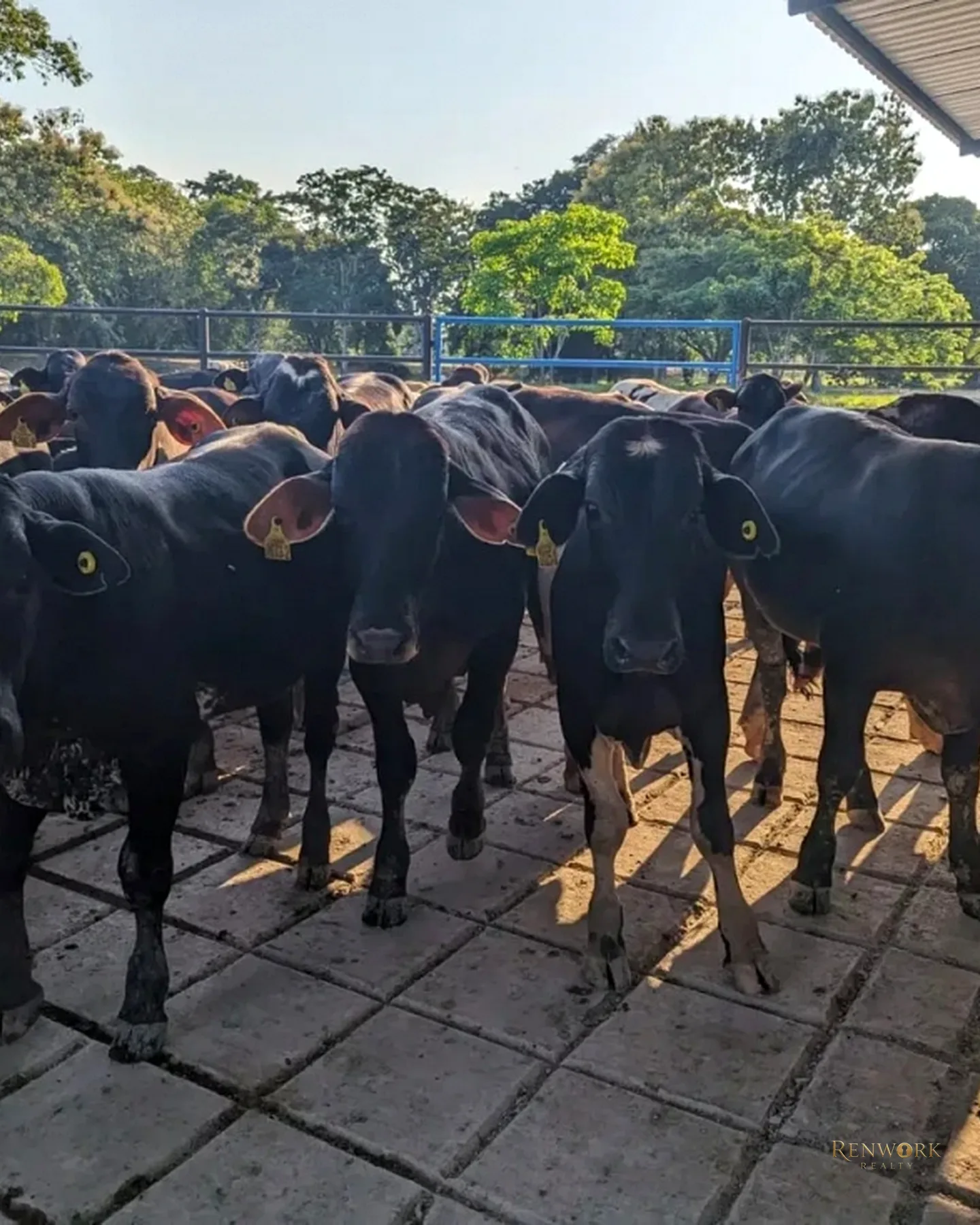 VENTA FINCA GANADERA CON 560 HECTÁREAS MAGDALENA MEDIO CUNDINAMARCA · foto 13