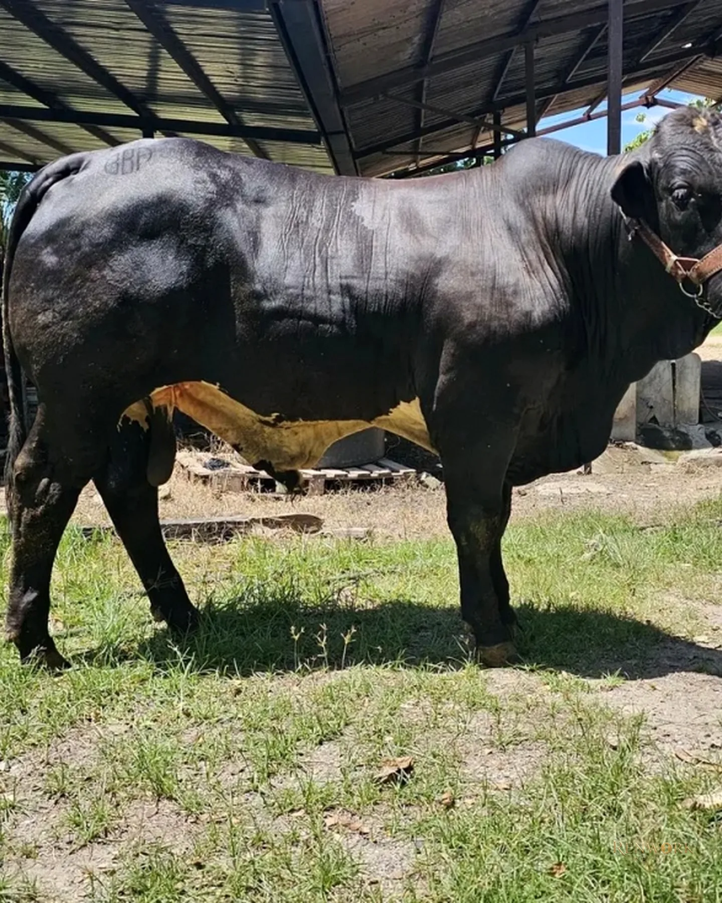 VENTA FINCA GANADERA CON 560 HECTÁREAS MAGDALENA MEDIO CUNDINAMARCA · foto 11