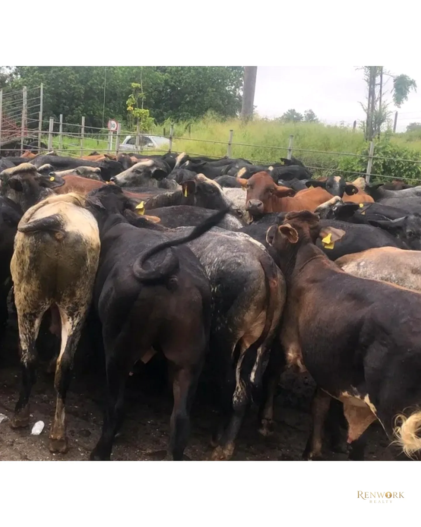 VENTA FINCA GANADERA CON 560 HECTÁREAS MAGDALENA MEDIO CUNDINAMARCA · foto 14