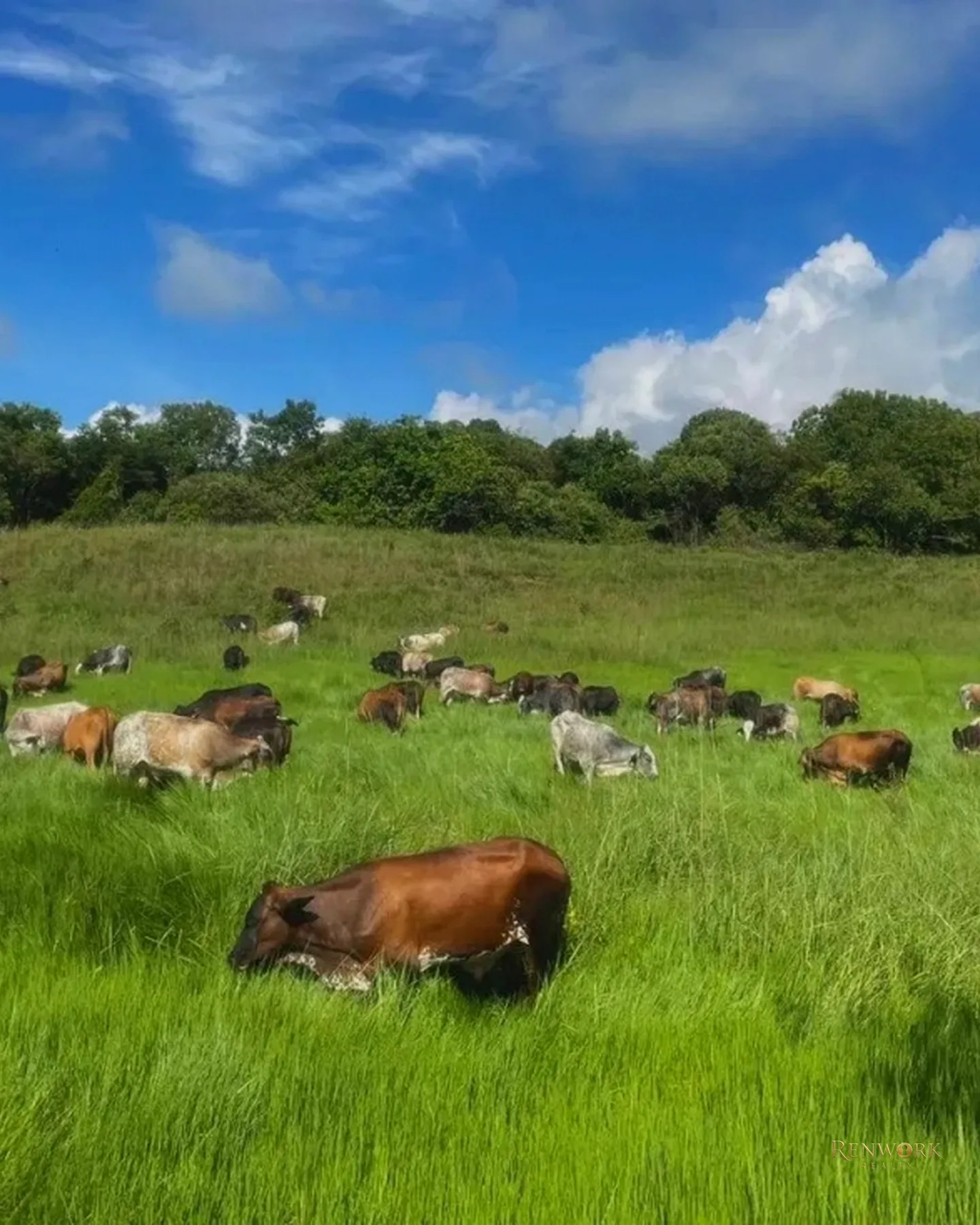 VENTA FINCA GANADERA CON 560 HECTÁREAS MAGDALENA MEDIO CUNDINAMARCA · foto 7