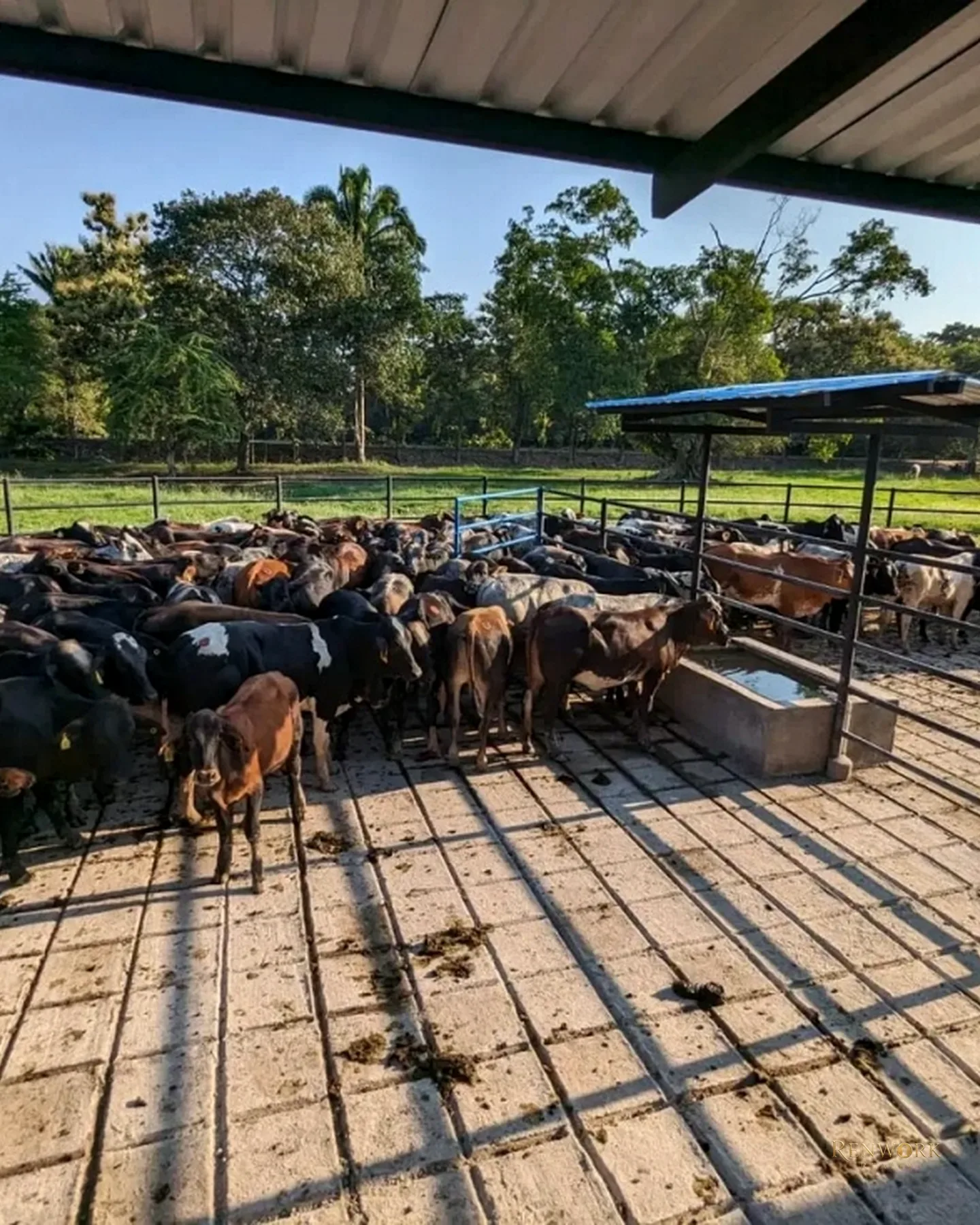 VENTA FINCA GANADERA CON 560 HECTÁREAS MAGDALENA MEDIO CUNDINAMARCA · foto 8