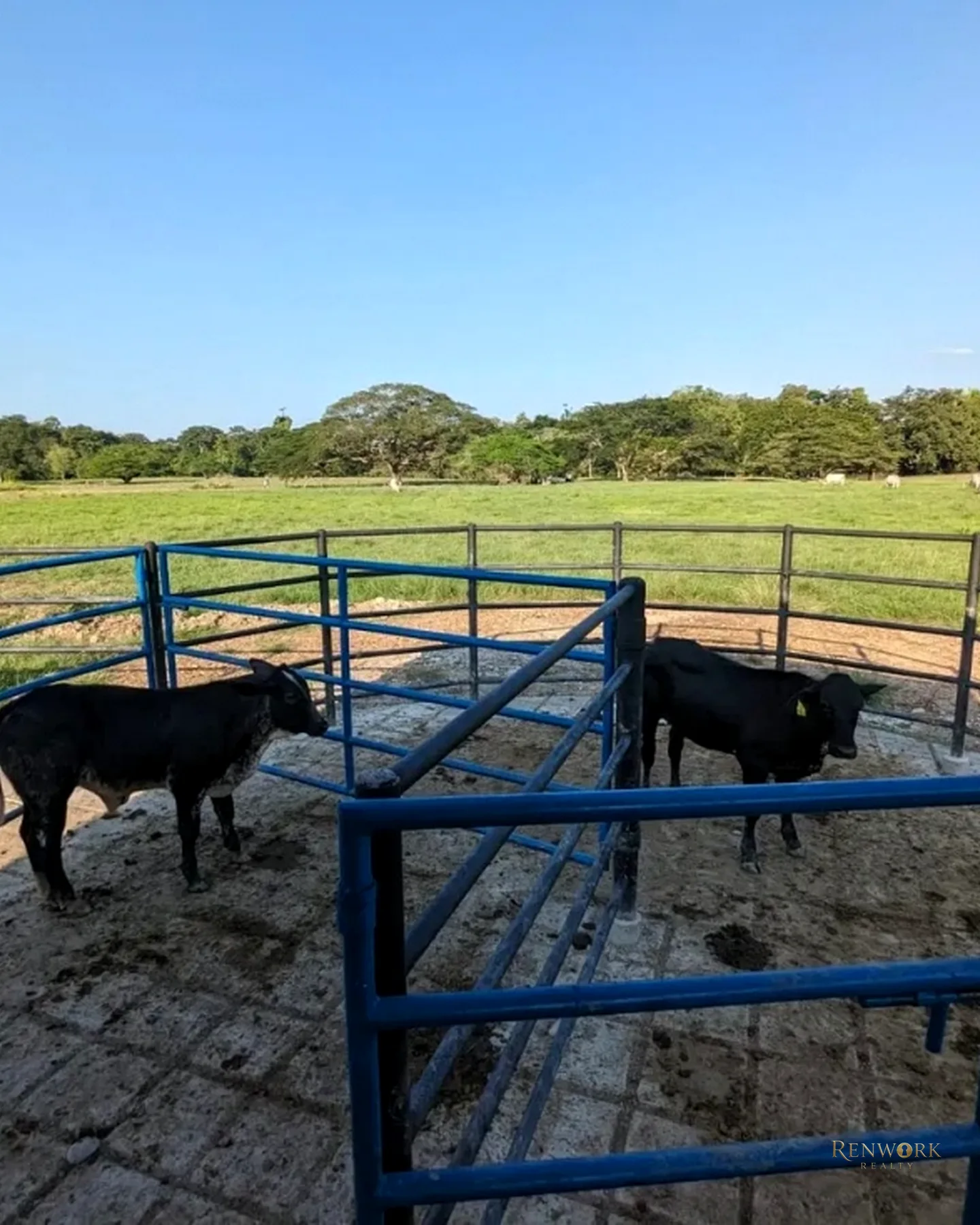 VENTA FINCA GANADERA CON 560 HECTÁREAS MAGDALENA MEDIO CUNDINAMARCA · foto 16