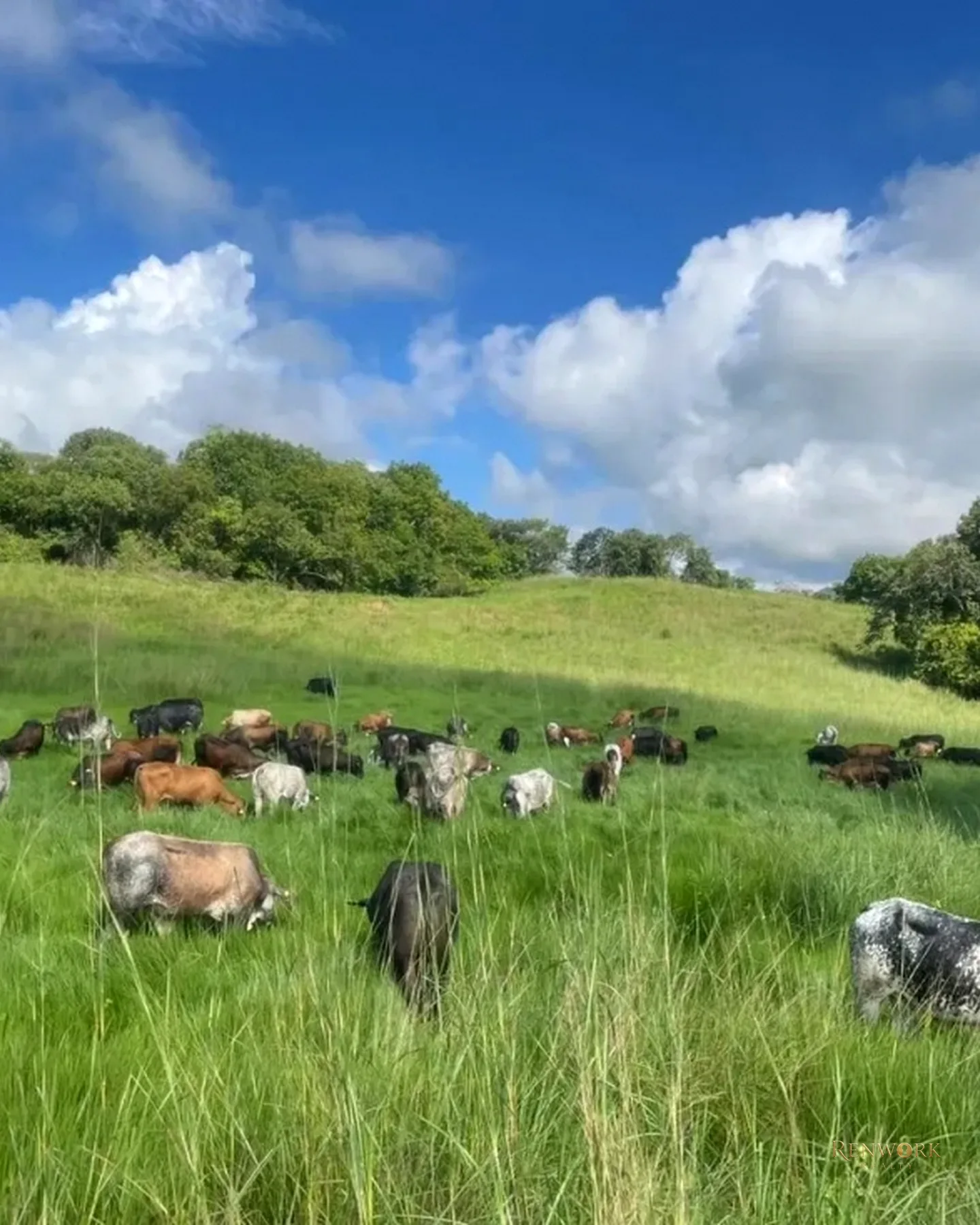 VENTA FINCA GANADERA CON 560 HECTÁREAS MAGDALENA MEDIO CUNDINAMARCA · foto 10