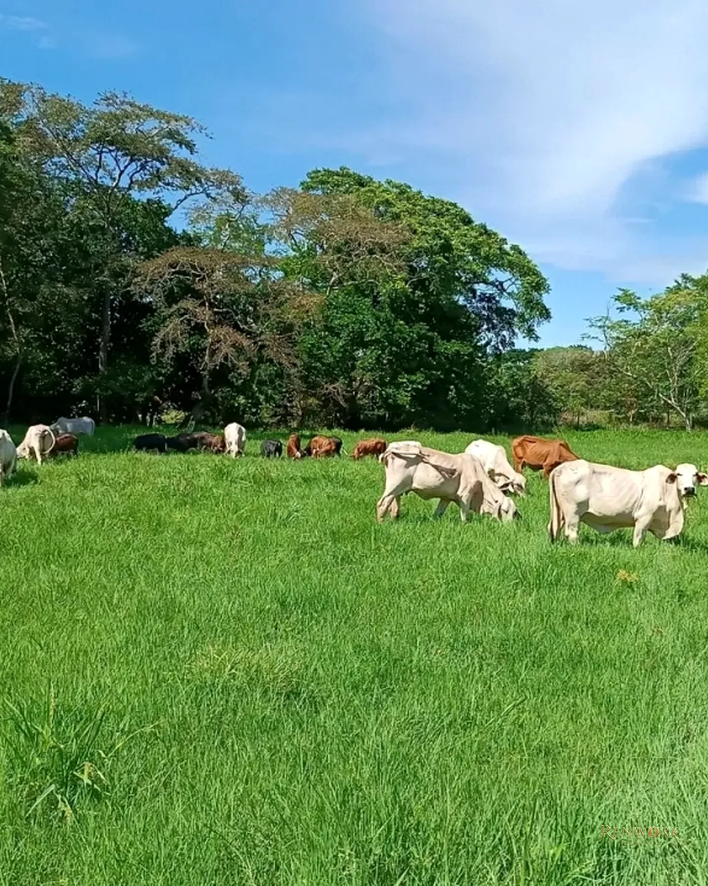 VENTA FINCA GANADERA CON 560 HECTÁREAS MAGDALENA MEDIO CUNDINAMARCA · foto 23