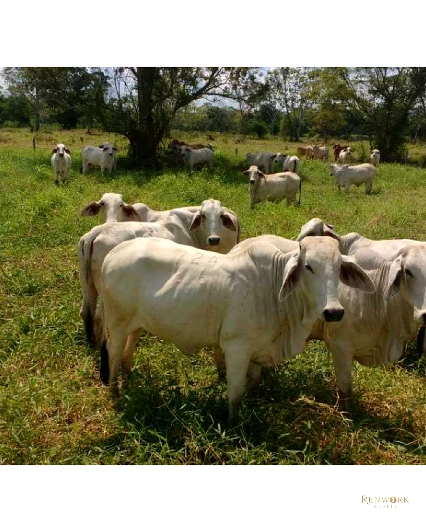 VENTA FINCA PARA CEBA ENTRE PERTO BOYACÁ Y P.BERRÍO SOBRE RUTA DEL SOL · foto 12