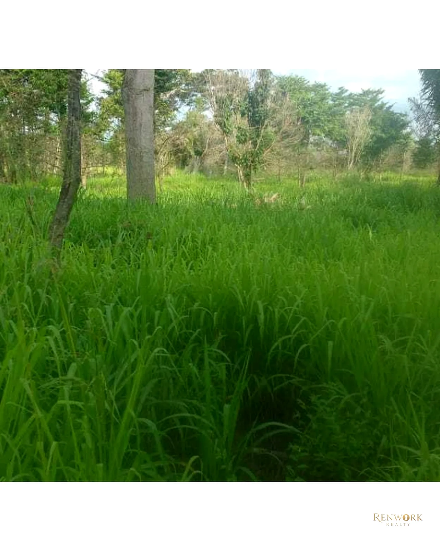 VENTA FINCA PARA CEBA ENTRE PERTO BOYACÁ Y P.BERRÍO SOBRE RUTA DEL SOL · foto 19