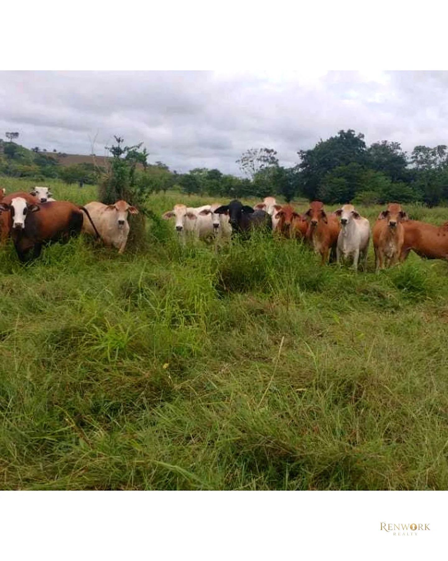 VENTA FINCA PARA CEBA ENTRE PERTO BOYACÁ Y P.BERRÍO SOBRE RUTA DEL SOL · foto 14