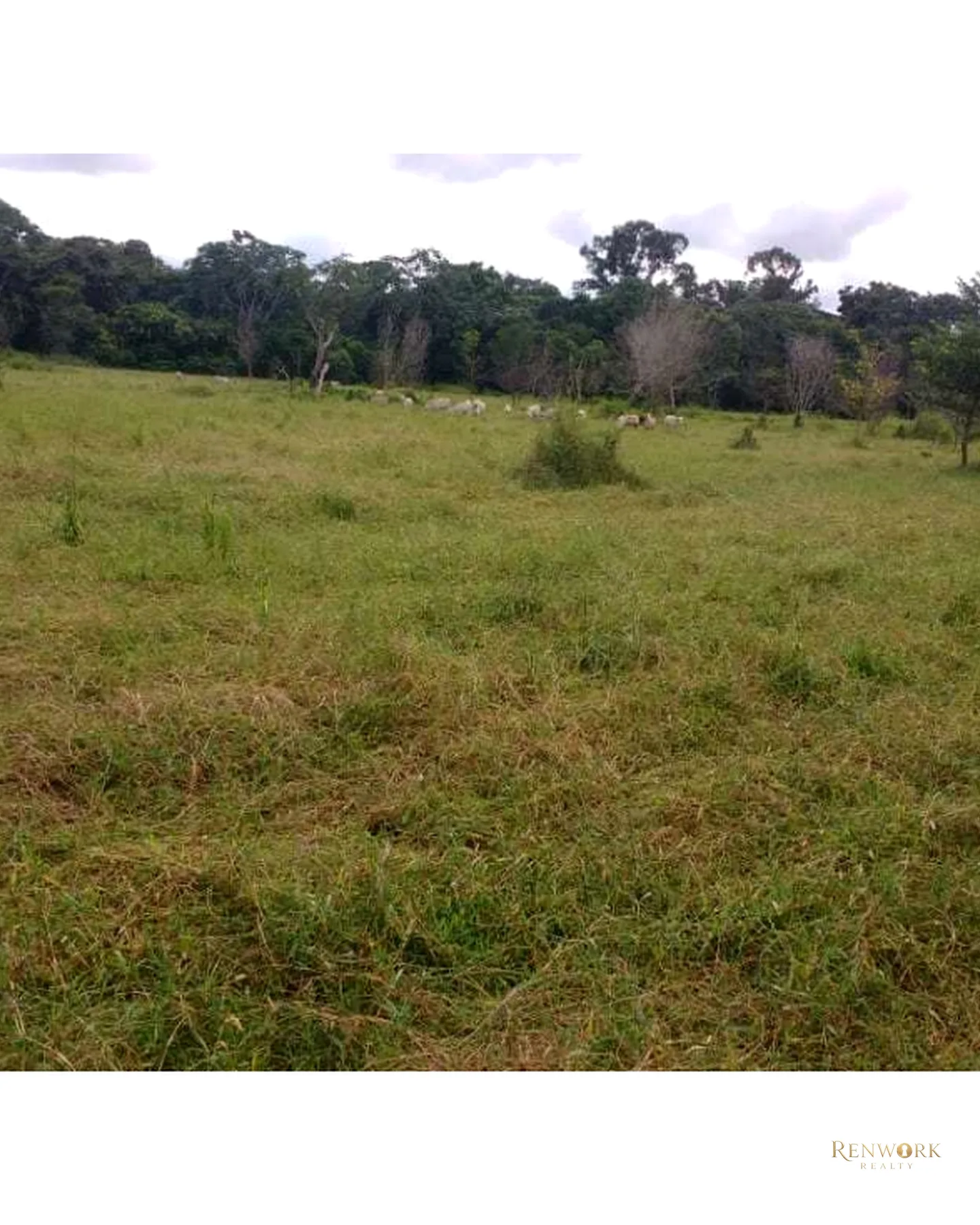 VENTA FINCA PARA CEBA ENTRE PERTO BOYACÁ Y P.BERRÍO SOBRE RUTA DEL SOL · foto 9