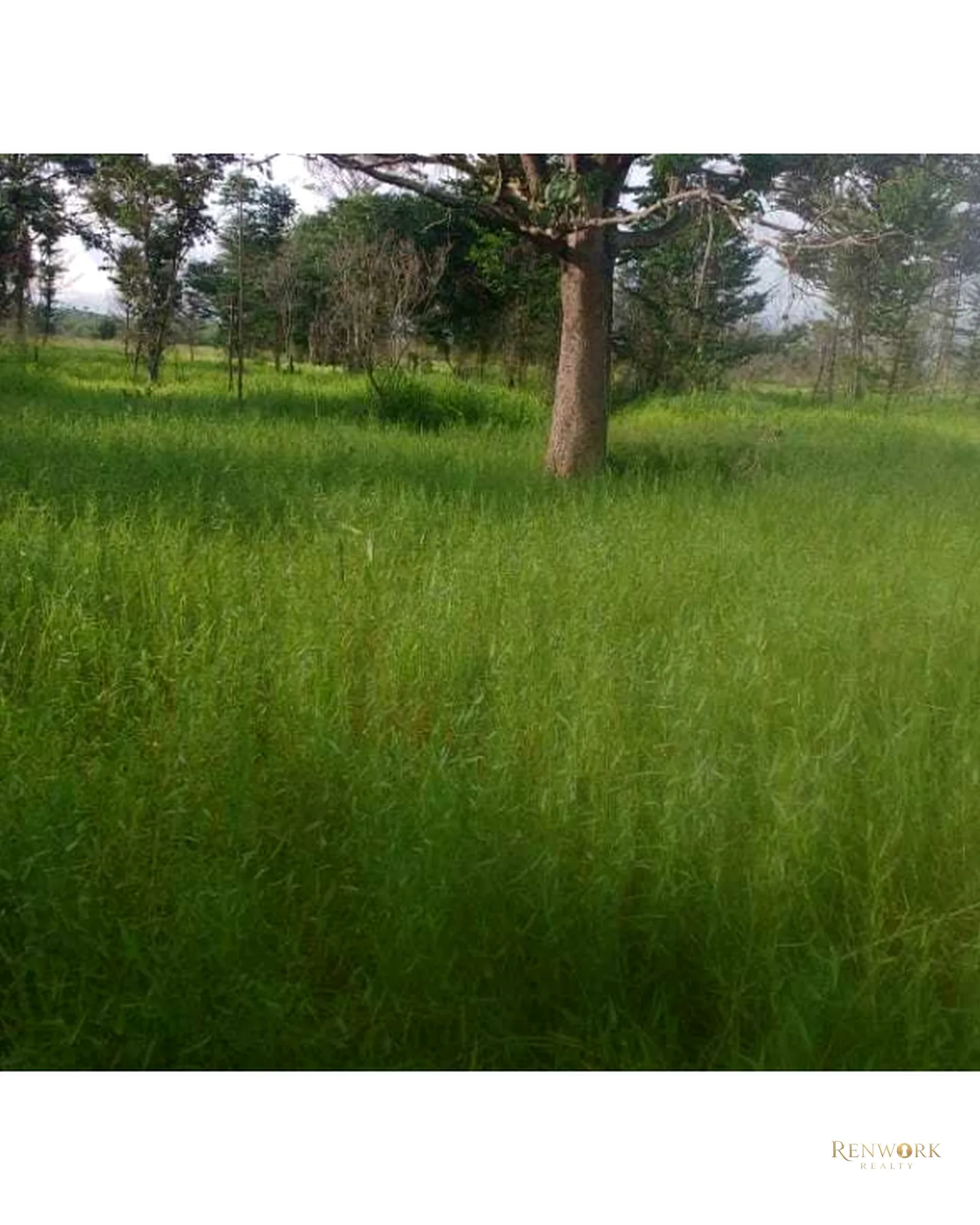 VENTA FINCA PARA CEBA ENTRE PERTO BOYACÁ Y P.BERRÍO SOBRE RUTA DEL SOL · foto 17