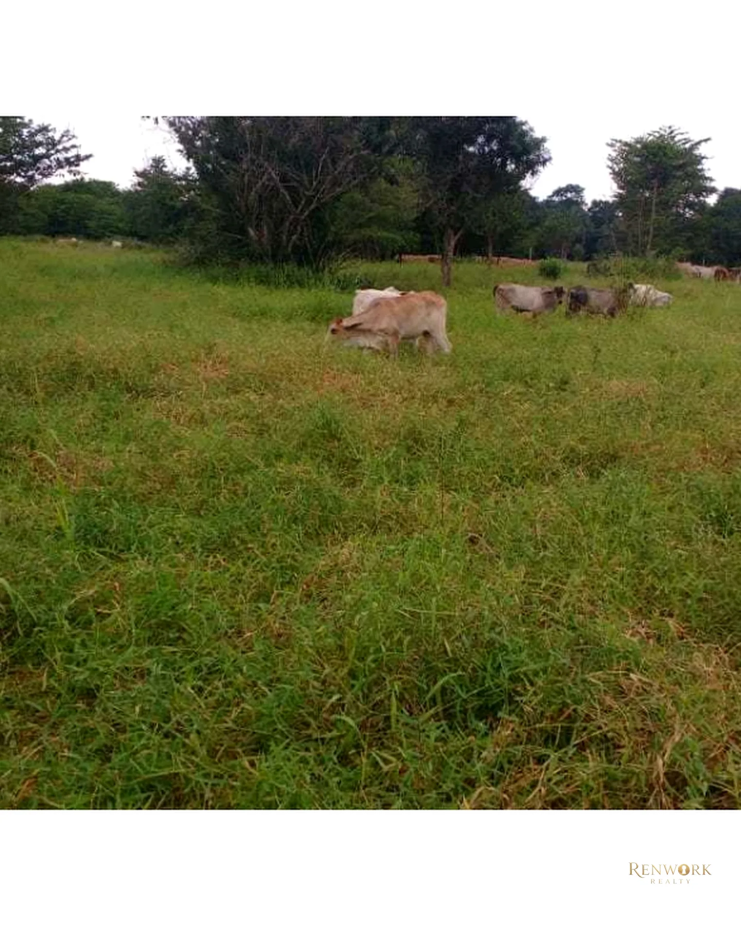 VENTA FINCA PARA CEBA ENTRE PERTO BOYACÁ Y P.BERRÍO SOBRE RUTA DEL SOL · foto 23
